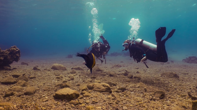 Plongée sous-marine en mer Rouge