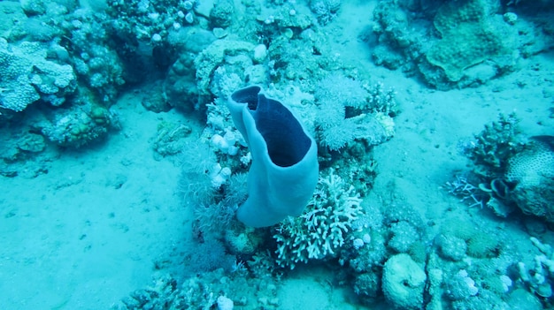 Plongée sous-marine