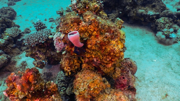 Plongée sous-marine