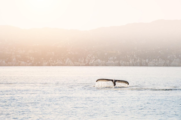 Plongées de baleines à bosse montrant la queue dans l'océan Atlantique, dans l'ouest du Groenland