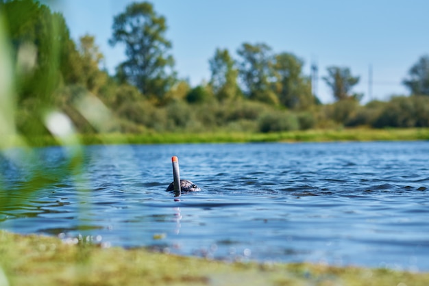 Plongeur en combinaison humide avec masque et tuba sous l'eau dans le lac