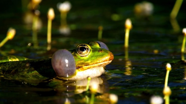 Plongez dans le monde captivant de la faune en explorant cette photo