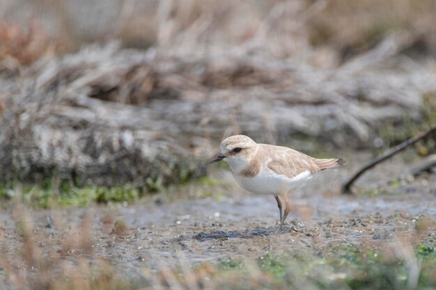 Photo le plouet du kent charadrius alexandrinus malaga espagne