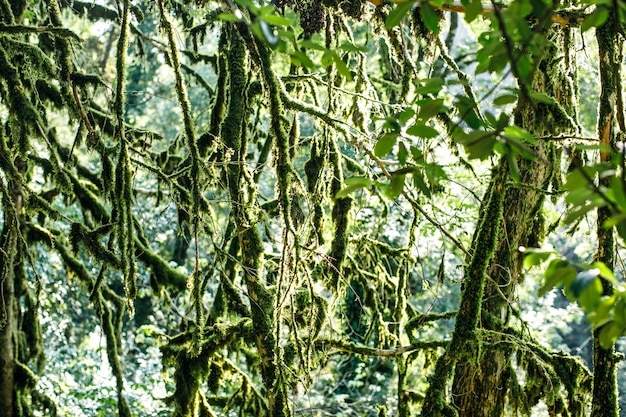 Pluie de forêt tropicale