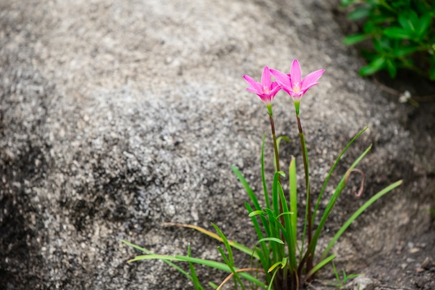 Pluie Lily ou Zephyranthes grandiflora belle fleur avec pierre dans la nature