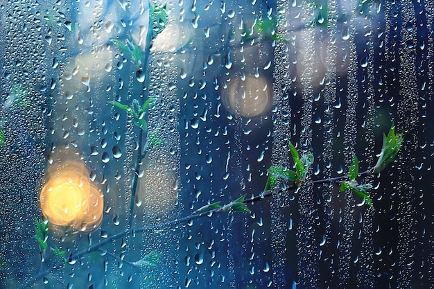 pluie de printemps dans la forêt, branches fraîches d'un bourgeon et jeunes feuilles avec des gouttes de pluie