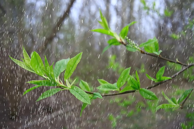 pluie de printemps dans la forêt, branches fraîches d'un bourgeon et jeunes feuilles avec des gouttes de pluie