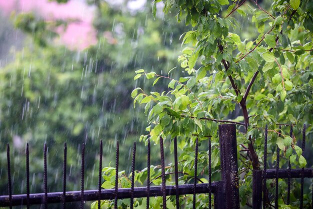 La pluie tombe sur les branches des plantes