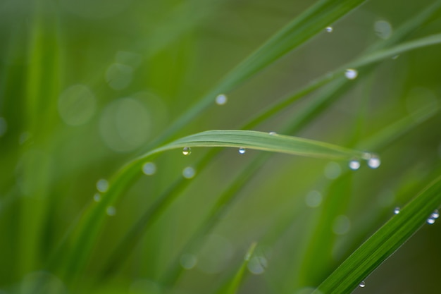 La pluie tombe sur les feuilles de riz le matin
