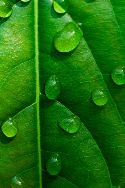 La pluie tombe sur les feuilles.