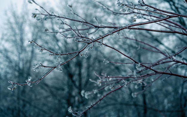 Pluie verglaçante hiver Glaçons sur brindille formé par la pluie verglaçante Gros plan de glaçons suspendus à une branche recouverte de glace de la tempête de verglas Hiver branche glacée après la pluie verglaçante Fond d'hiver