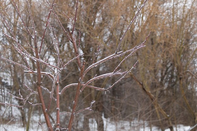 Pluie verglaçante sur un jeune concept d'agriculture endommagé par les arbres fruitiers