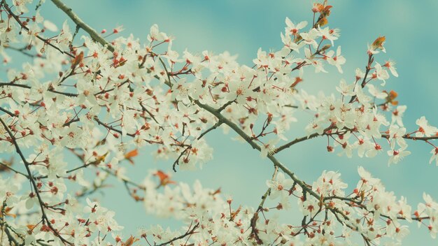 Plum blanc en fleurs, prune de cerise et branche de prune de myrobalan avec des fleurs et des feuilles