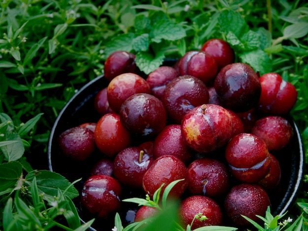 Plum Ju-li