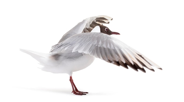 Plumage d'été adulte mouette à tête noire ailes battantes Chroicocephalus ridibundus isolé sur blanc