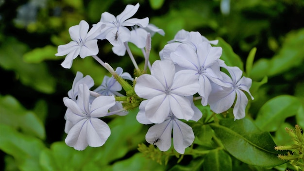 Plumbago auriculata également connu sous le nom de Cape Plumbago Leaderwort Blister leaf Quaker Blossom etc.