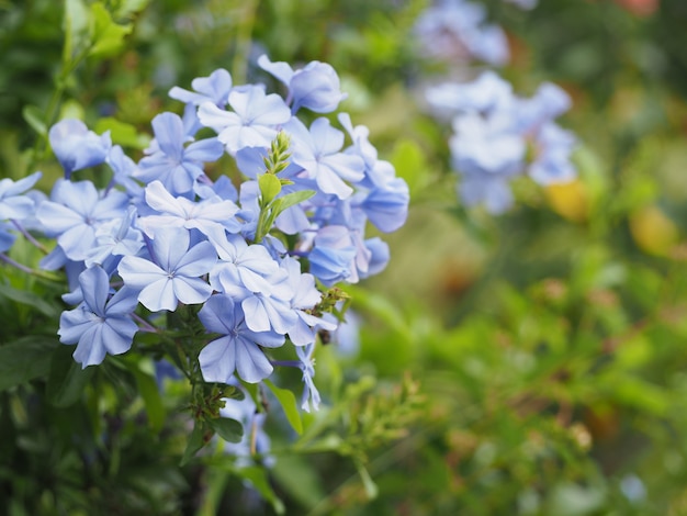 Plumbago auriculata Lam fleur dans le jardin