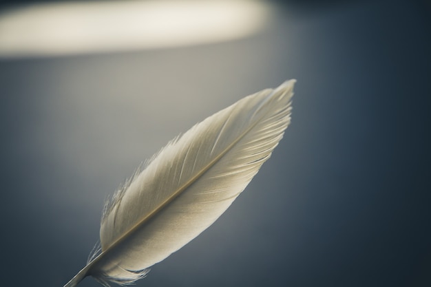 Plume d'aile d'oiseau blanc reposant sur un fond sombre et élégant