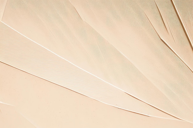 Une plume blanche est posée sur une table dans une pièce.