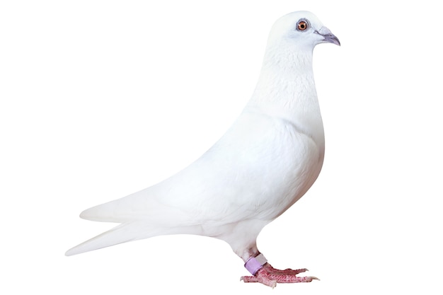 Photo plume blanche de pigeon de vitesse isolé sur fond blanc