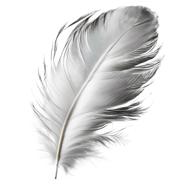 Une plume blanche avec des plumes noires est représentée sur un fond blanc.