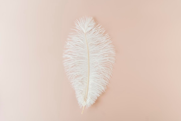 Une plume blanche posée sur un fond rose