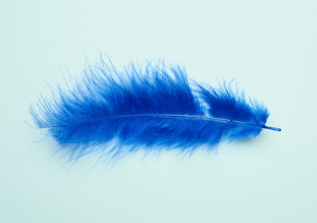 Plume bleue sur un bleu clair