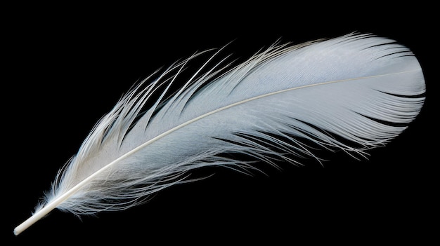 une plume de la collection de plumes