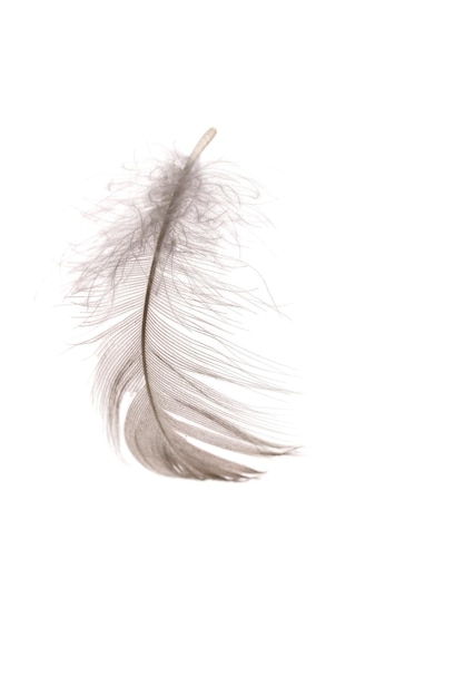 Plume duveteuse unique isolée sur blanc