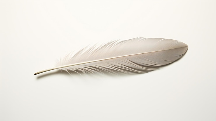 Photo une plume avec un fond blanc qui dit plume.