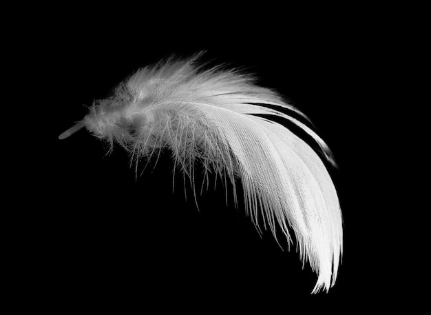 plume sur fond noir