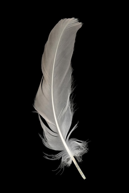 plume gris-blanc d'une aile de pigeon isolée sur fond noir