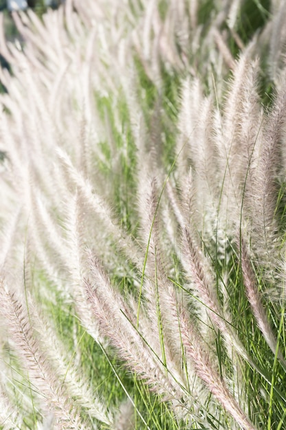 Plume d&#39;herbe dans la nature