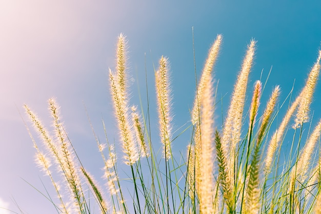 Plume d'herbe dans la nature