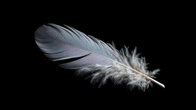 Plume isolée dans le studio