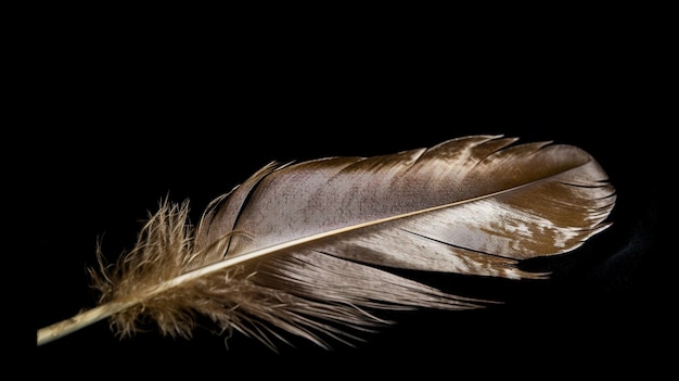 Plume isolée dans le studio