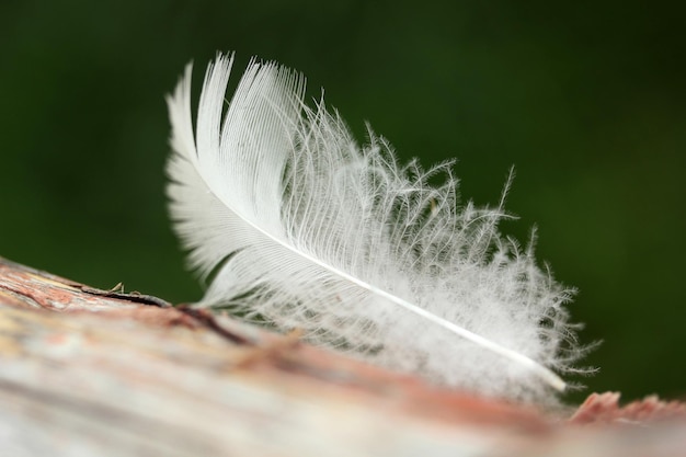 Plume d'oiseau blanc