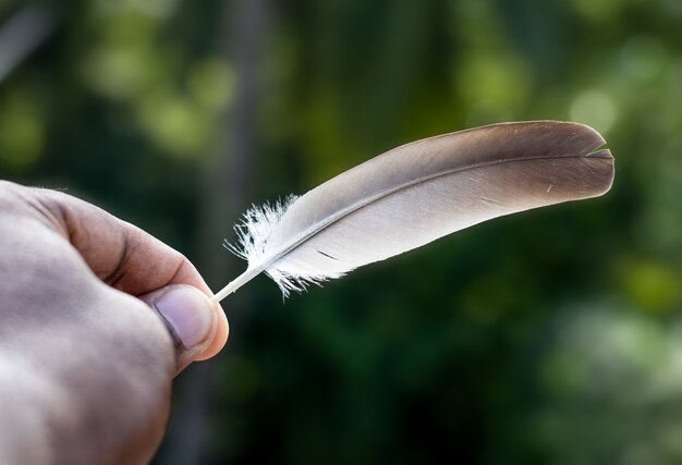 Une plume d'oiseau de couleur grise tenant avec deux doigts vue rapprochée