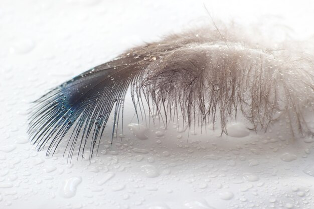 La plume d'oiseau de couleur se trouve sur une surface blanche dans les gouttelettes d'eau