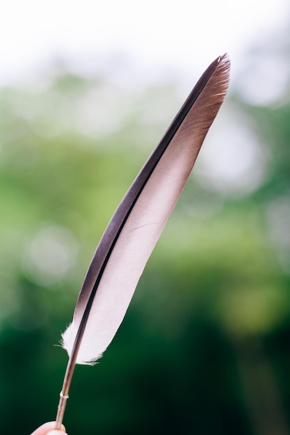 La plume d'un oiseau est dans l'air avec le mot oiseau dessus.