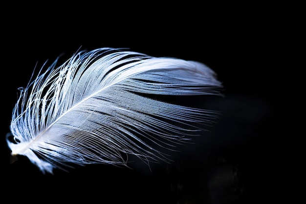 Plume d'oiseau flottant dans l'air sous la douce lumière