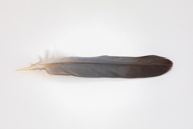 Photo plume d'oiseau isolée plus précisément de l'espèce de colombe sauvage patagioenas picazuro