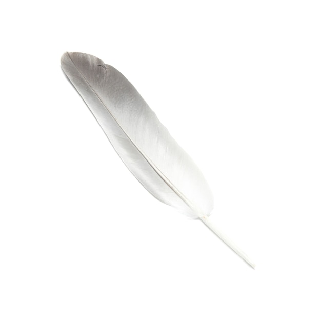 Plume d'oiseau isolée sur la surface blanche