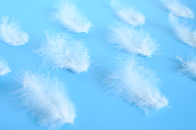 Plume d'oiseau moelleux blanc groupe d'un poulet sur un fond bleu.