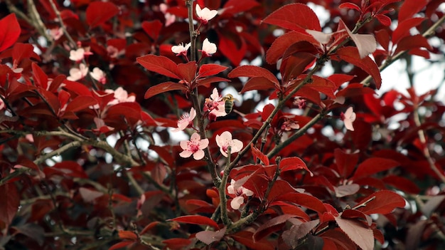 Plume ornementale à feuilles rouges avec de jeunes feuilles et des fleurs de printemps roses une abeille est assise sur une fleur