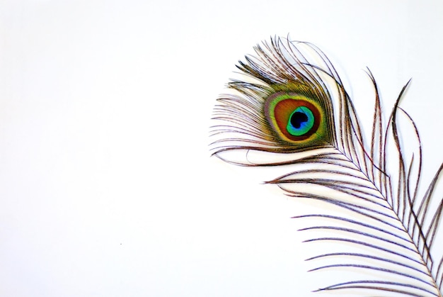 Plume de paon brillante et colorée sur fond blanc