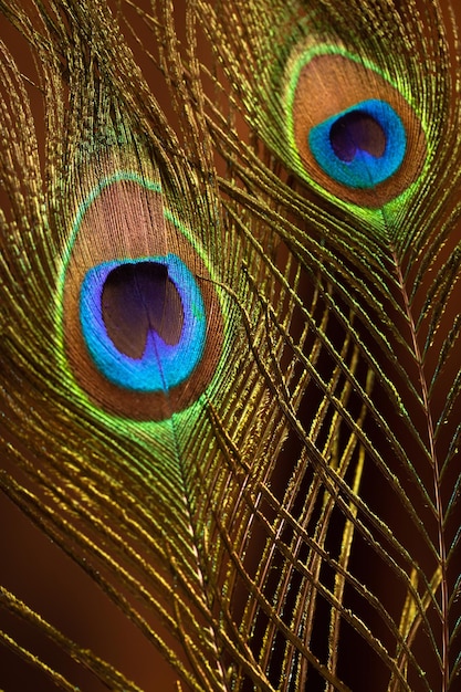 Plume de paon sur fond de velours