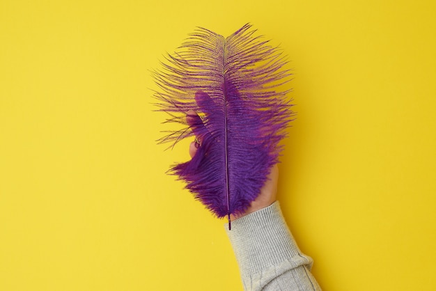 Plume pourpre sur une surface jaune, vue de dessus