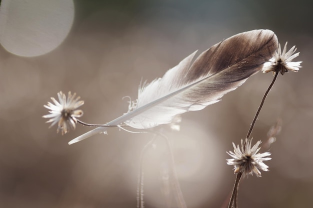 Une plume qui repose sur une plante