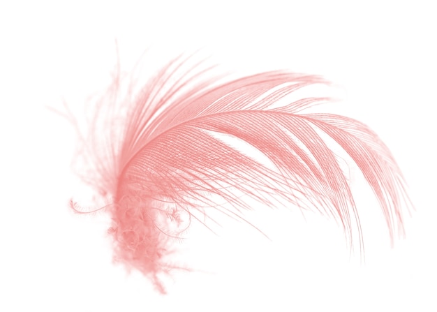 plume rose corail sur fond blanc